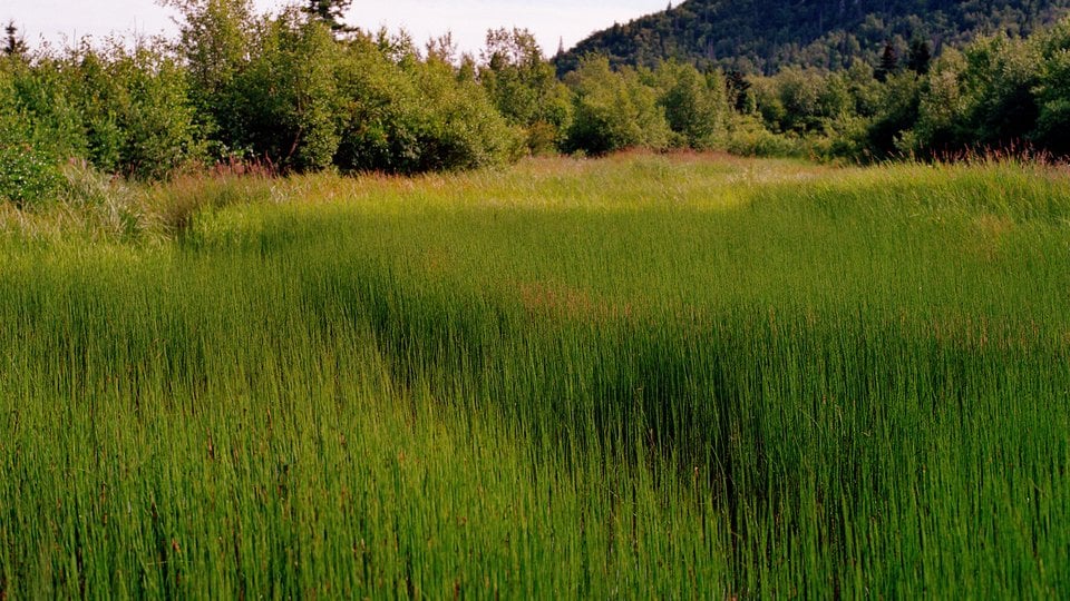 Grass_Pedro Bay_Alaska 2022
