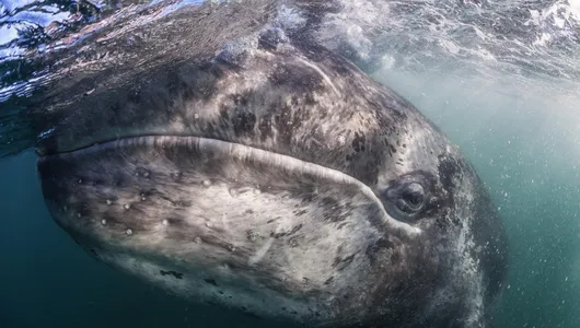 A close-up of a gray whale underwater but near the surface