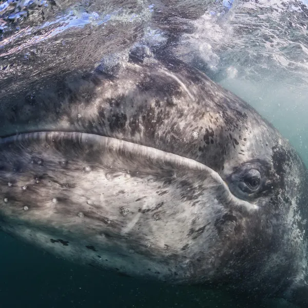 A close-up of a gray whale underwater but near the surface