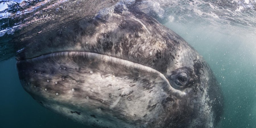 A closeup photo of a gray whale under water