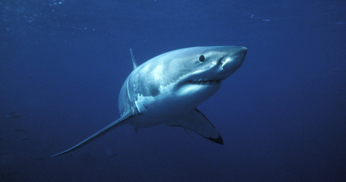 Great White Shark World Wildlife Fund great-white-shark-world-wildlife-fund