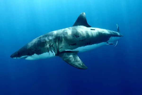A great white shark swimming underwater