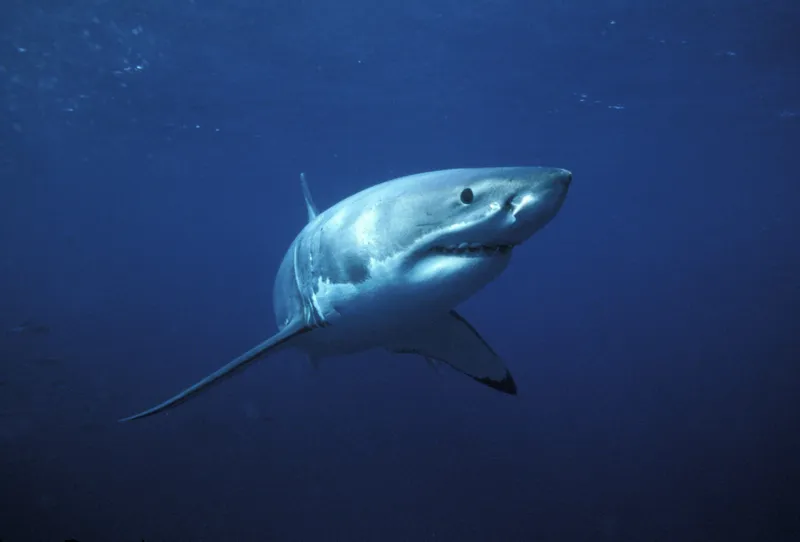 A solo great white shark swims in the great blue ocean.