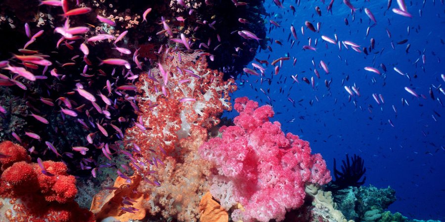 vibrant colored fish and coral under the ocean