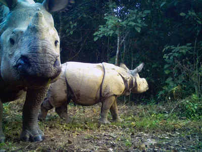 camera trap image of two greater one-horn rhinos in the Khata Corridor