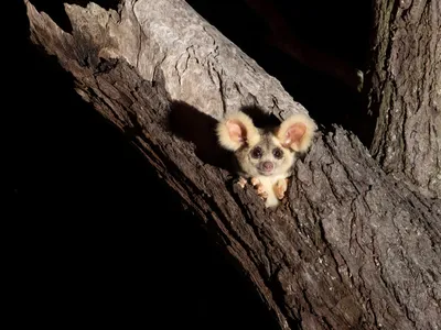 At nighttime, a greater glider pops its gray head out of a tree hollow and looks at the camera