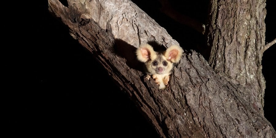 At nighttime, a greater glider pops its gray head out of a tree hollow and looks at the camera
