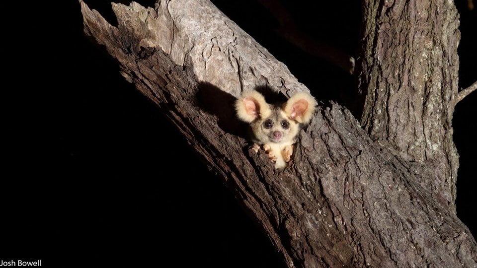 At nighttime, a greater glider pops its gray head out of a tree hollow and looks at the camera