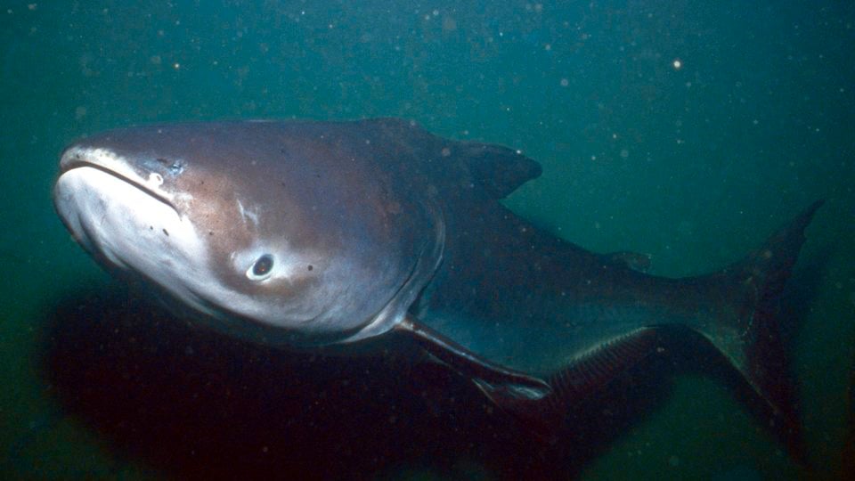 A Mekong giant catfish swims in dark, murky water. The flash from the underwater camera illuminates its eye and light underbelly.
