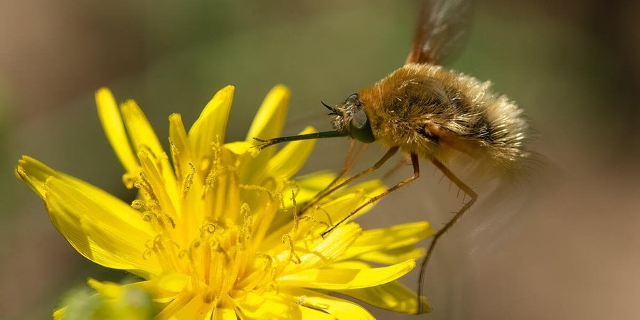 A bee fly atop a yellow flower.