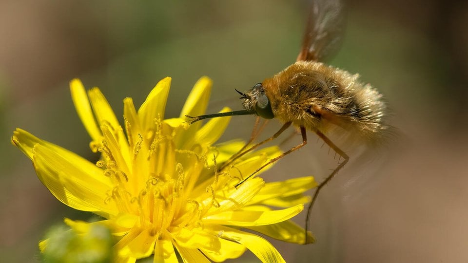 A bee fly atop a yellow flower.