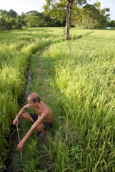 Agricultural Practices in the Greater Mekong