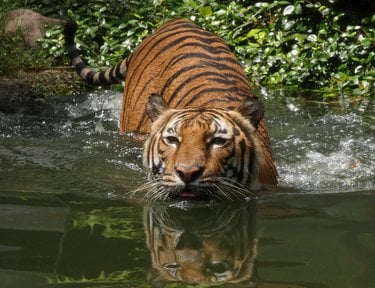 A tiger wades chest-deep into a river.