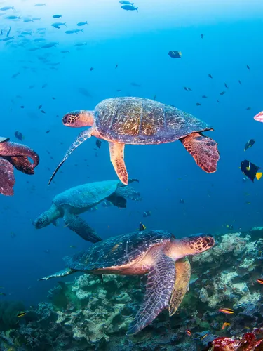 Qorinning erotik fotosuratlari Yalangoch non sevgi