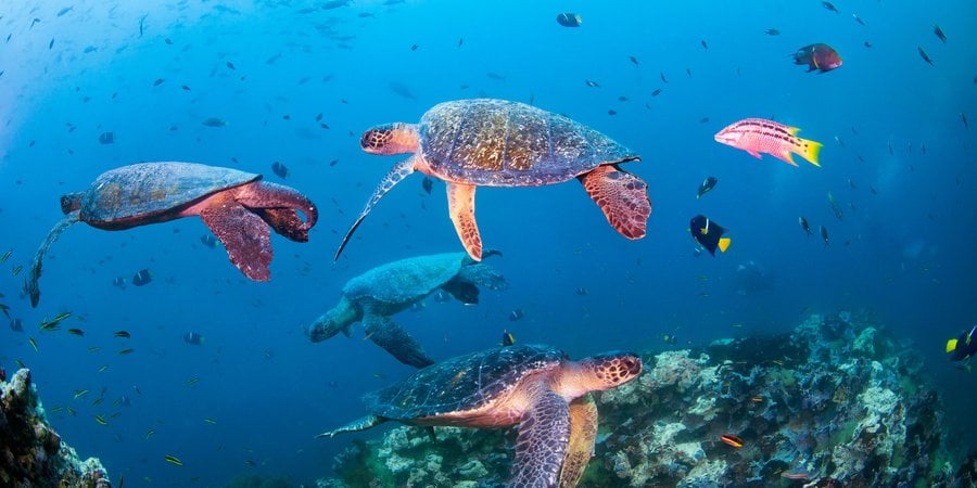 Four sea turtles swim around a coral reef in the Galapagos