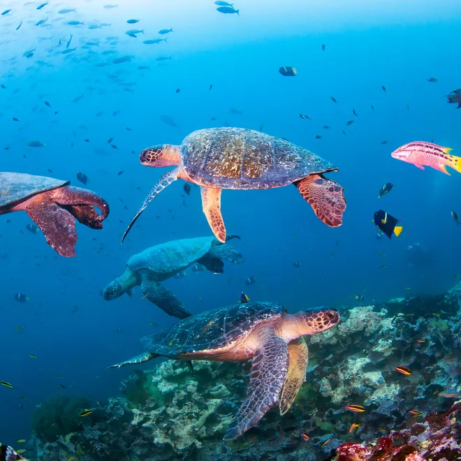 Four sea turtles swim around a coral reef in the Galapagos