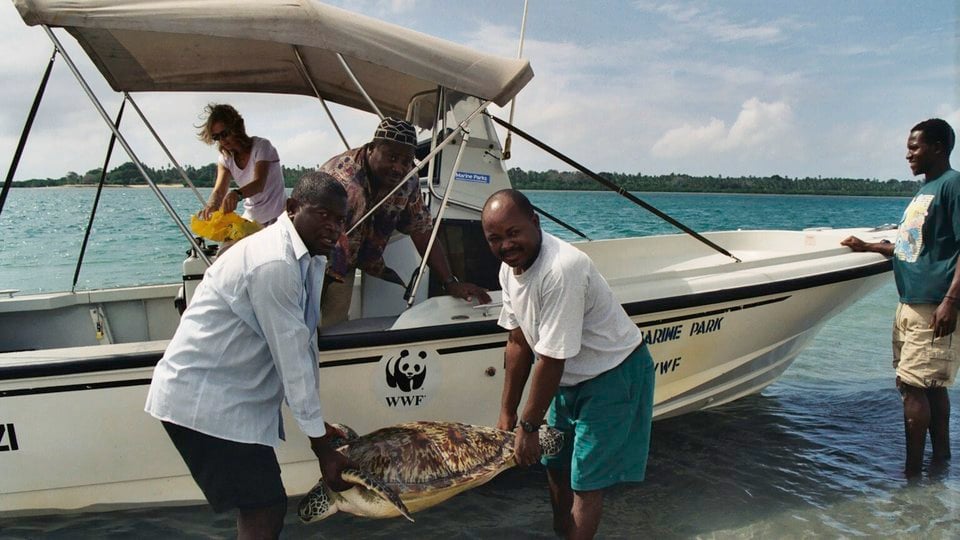 Two men next to a boat releasing a turtle into the ocean