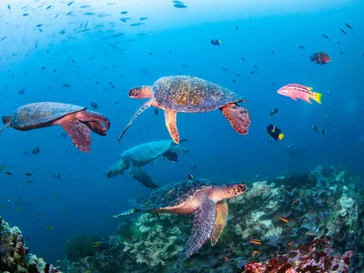 Four sea turtles swim around a coral reef in the Galapagos