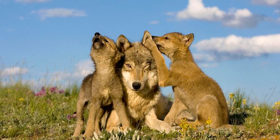 Grey wolf (Canis lupus) female and two wolf puppies
