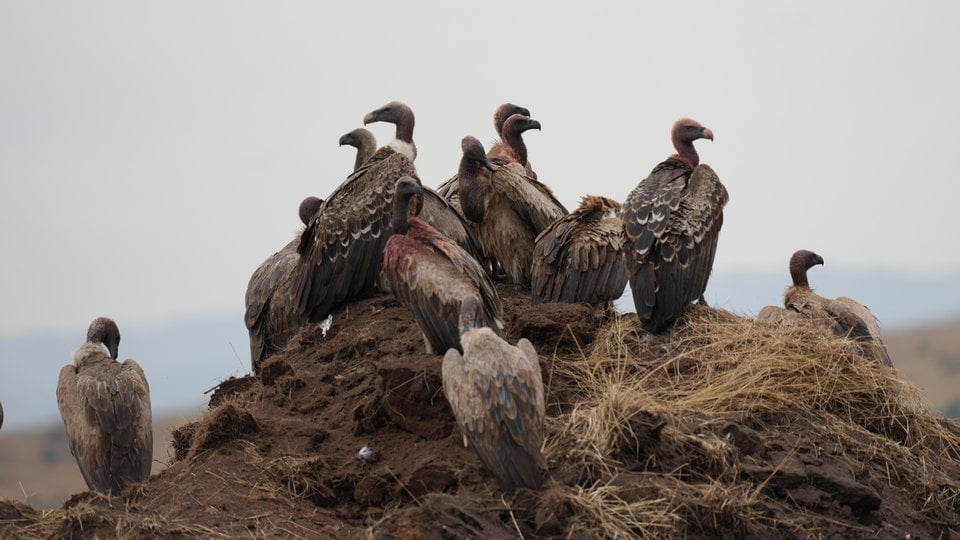 A group of vultures sit together on a mound of earth on a gray day.