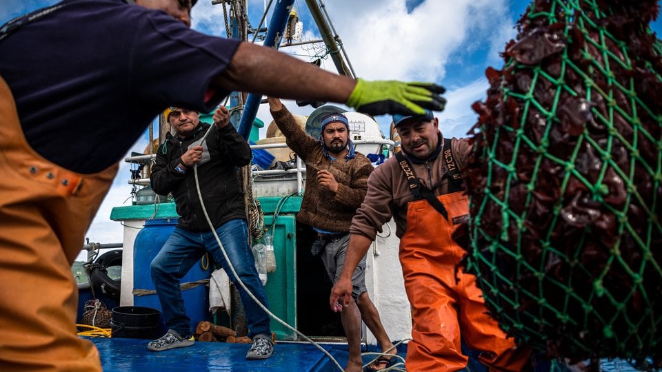 Captain Maunel Vidal and his crew lift a net of seaweed onto the boat deck near Guafo Island, northern Patagonia, Chile