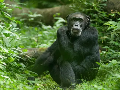 Chimpanzee sitting on forest floor in Uganda