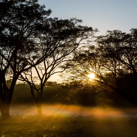 The sun rises over three large trees in a prairie, casting golden light on them