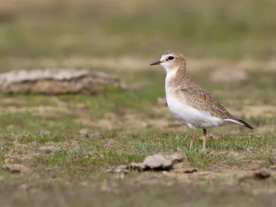 A mountain plover with taupe and white feathers and a black beak stands in a grassy area