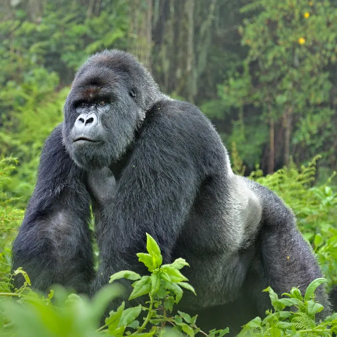Mountain Gorilla (Gorilla beringei) silverback in Susa group, Rwanda