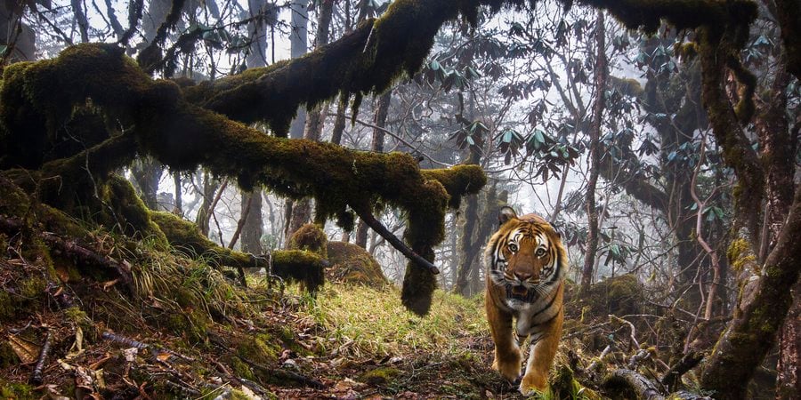 A photo of a woodsy forest scene and a tiger approaching on the right of the image.