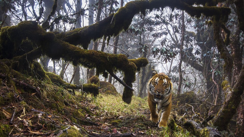 A photo of a woodsy forest scene and a tiger approaching on the right of the image.