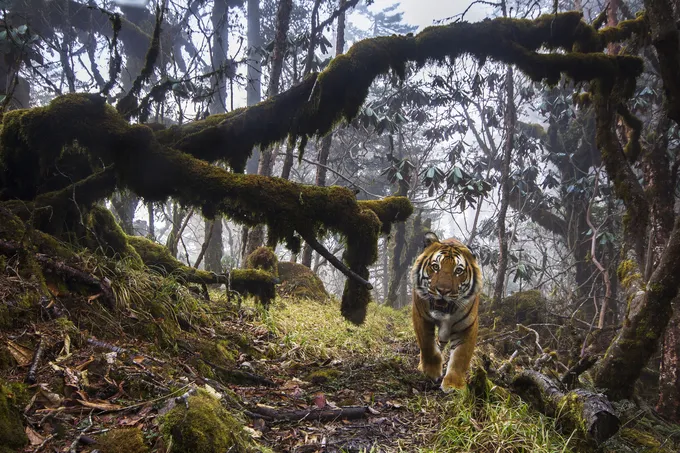 Bhutan tiger camera trap photo_tiger day story