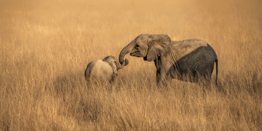 Elephant and calf in tall grasses