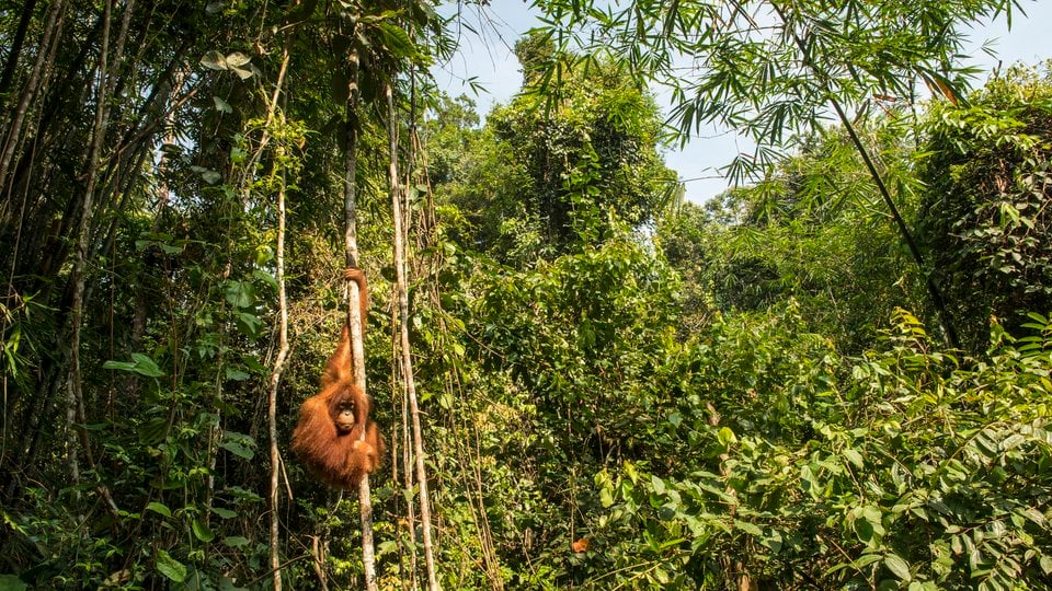 oranguatan released into the wild from the Frankfurt Zoological Society Orangutan Project (TOP) near Bukit Tigapuluh National Park