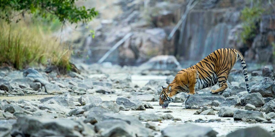 Tiger standing on rocks and leaning over to drink from stream