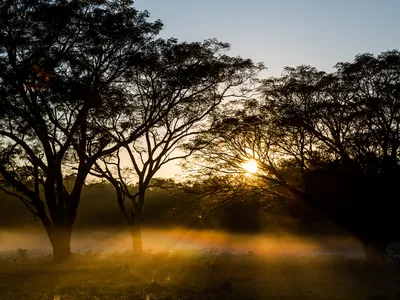 The sun rises over three large trees in a prairie, casting golden light on them