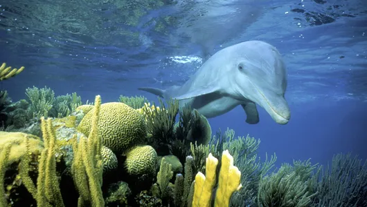 bottlenose dolphin swimming in Belize
