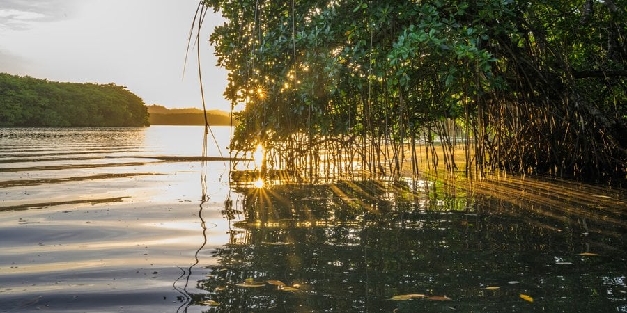 In Fiji, the setting sun shines through the mangroves on the Wainikoro River
