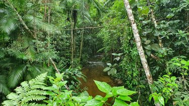 Lush green forest with a little water