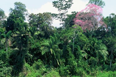 A forest in Peru with one pink flowering tree to the right