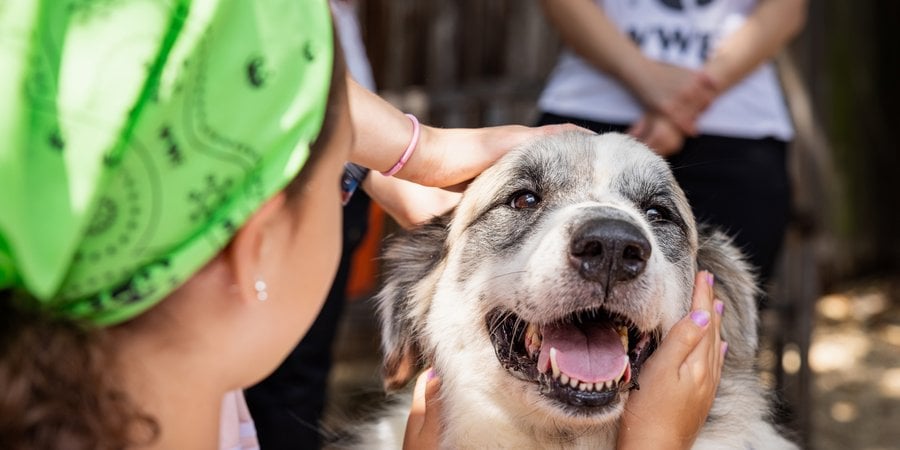A happy fluffy dog with people petting him