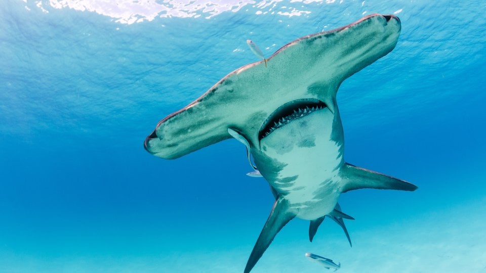 A large great hammerhead shark cruises overhead in the Bahamas.