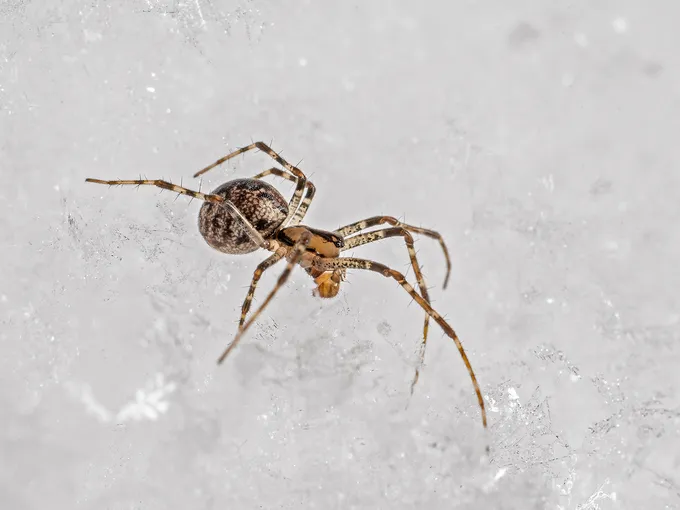 A hammock web spider moves across a snowy landscape