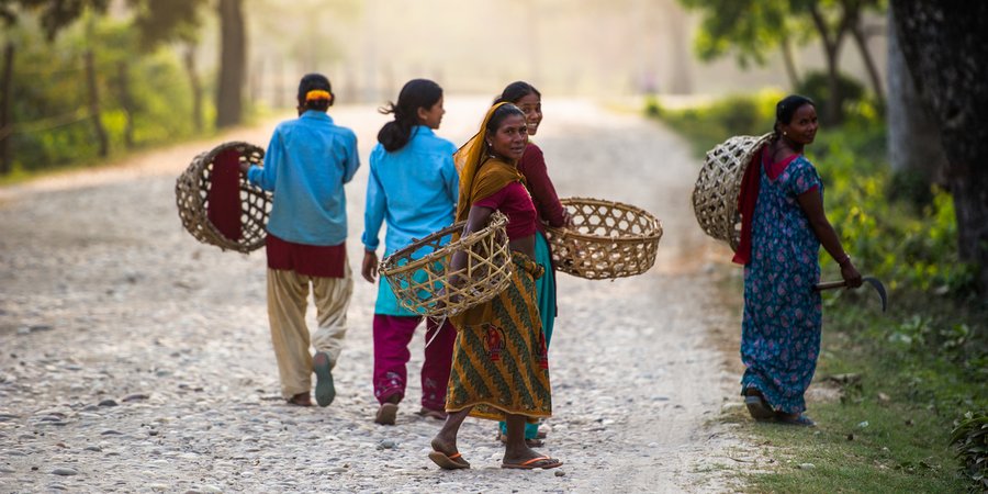 A color photo showing four people carrying baskets and walking away from the camera on a dirt road near a forest.
