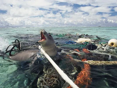 Hawaiin monk seal caught in ghost fishing gear