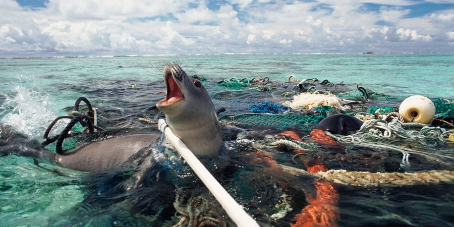 A color photo showing a Hawaiian monk seal caught in ghost fishing gear in green water with a cloudy sky in the background