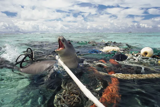 Hawaiin monk seal caught in ghost fishing gear