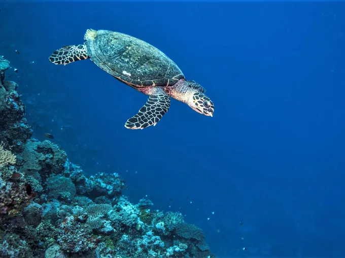 A critically endangered hawksbill turtle