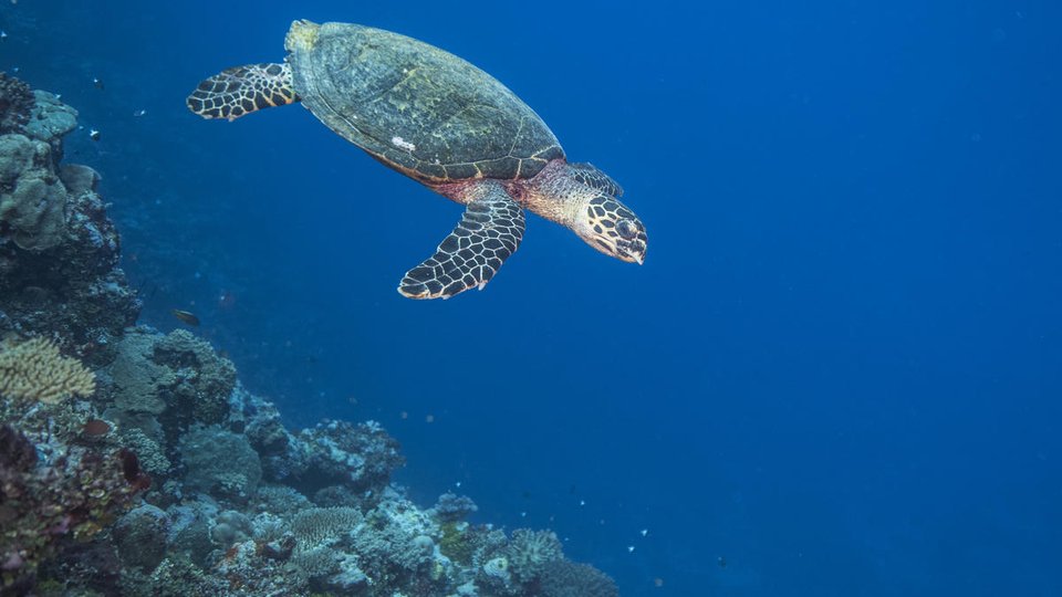 A hawksbill turtle swims down in blue waters in Fiji
