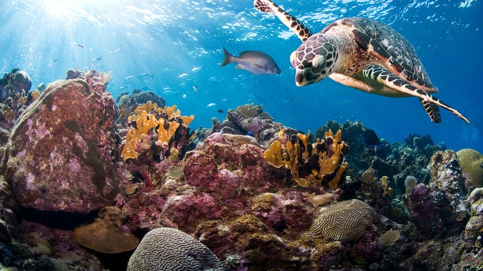 Hawksbill turtle (Eretmochelys imbricata). Roatan, Bay Islands, Honduras, Central America.